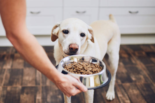 The Importance of Managing Pet Diabetes Through Diet