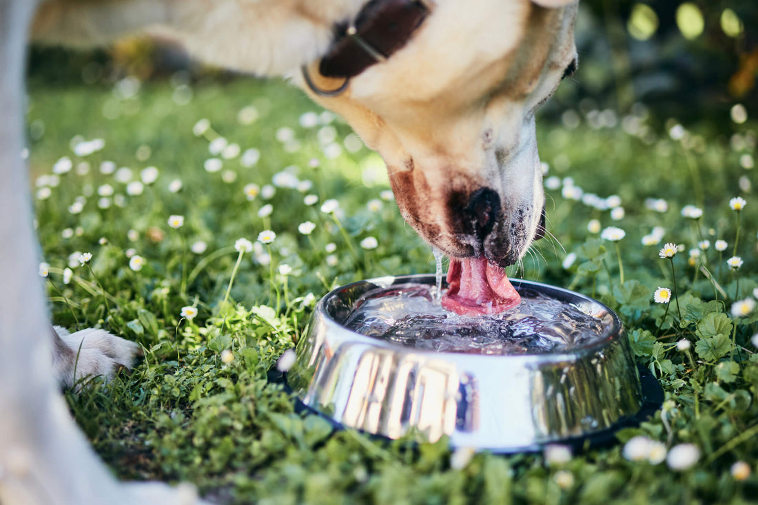 Focus on Pet Hydration As the Temperature Rises