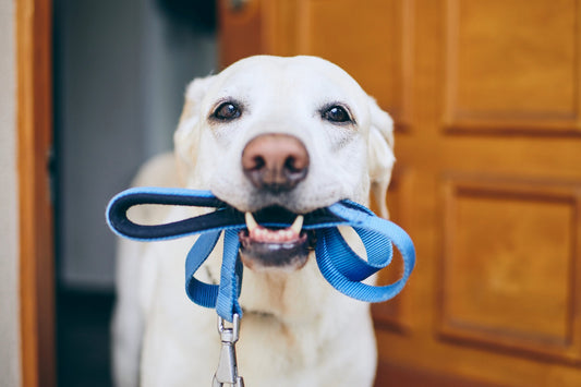 How to Choose the Best Dog Leash