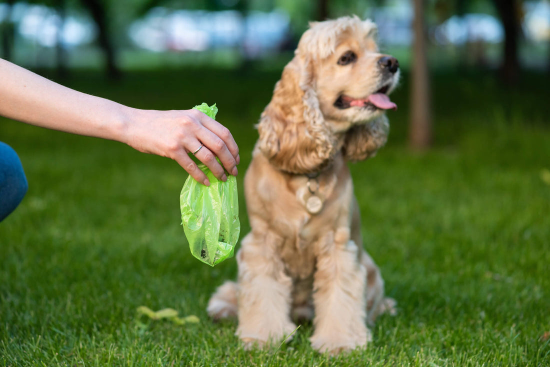 How Diarrhea Can Impact Your Dog’s Anal Glands