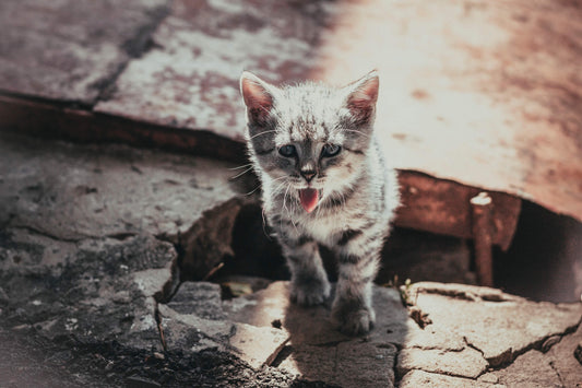 Monitor Your Cat for These 6 Signs of Dehydration