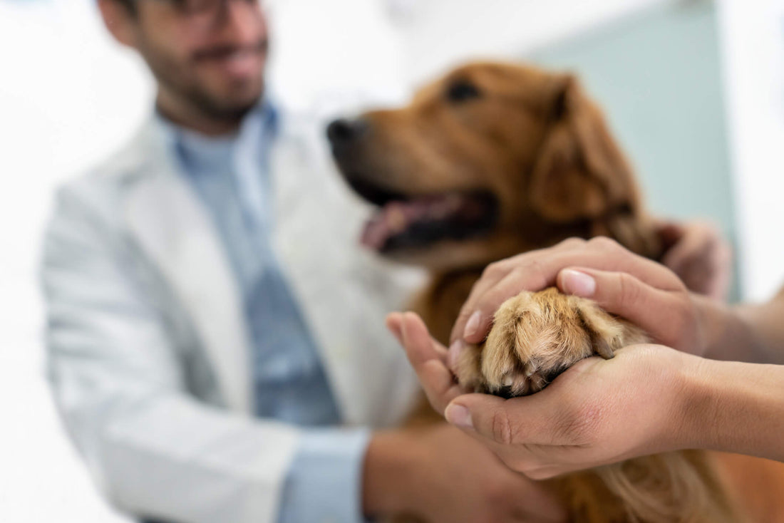 How Can I Normalize my Dog's Blood Sugar Naturally?