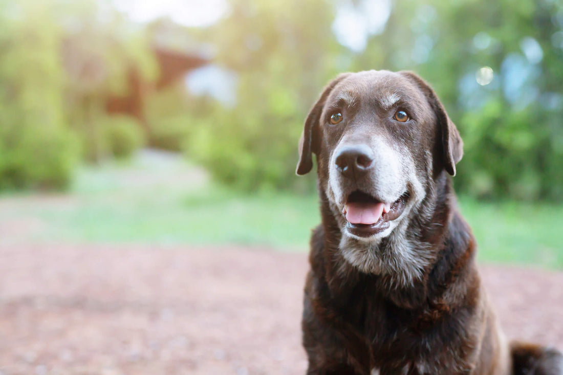 Watch for These 3 Signs of Cushing’s Disease in Your Aging Pup