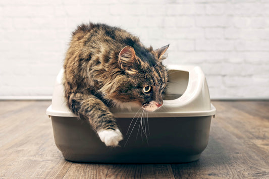 When Would a Cat Need Urethra Surgery?