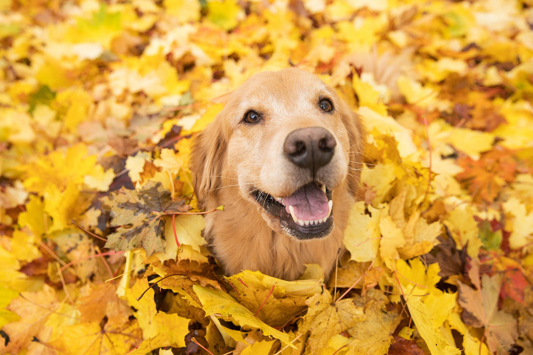 6 Fun and Safe Ways to Celebrate Fall with Your Pets
