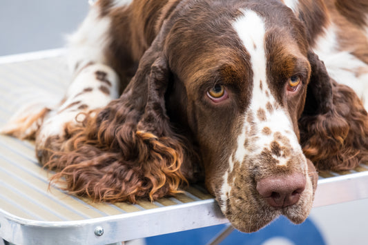 Catch Liver Disease Early to Save Your Dog's Life