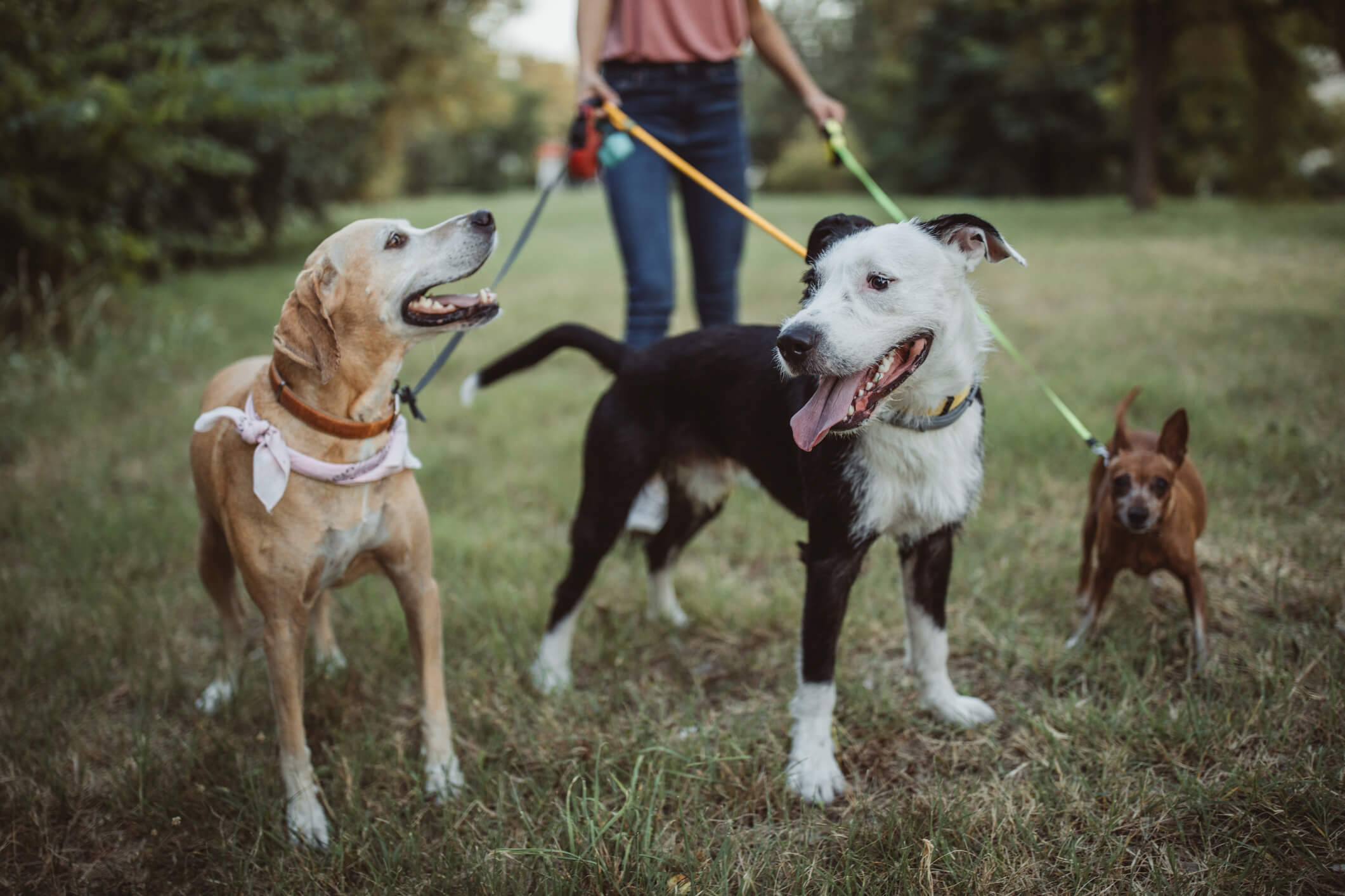 This Is Why Mutts Tend to Be Such Healthy Pets | Pet Wellbeing