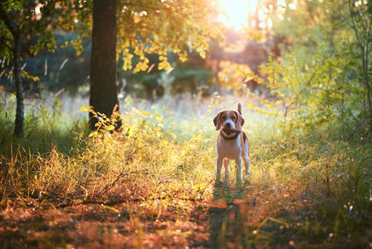 Can You Prevent Your Dog from Getting Worms?