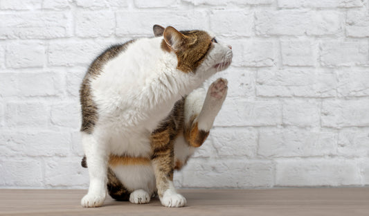 Have You Given Your Pets Their Pre-Winter Pest Check?