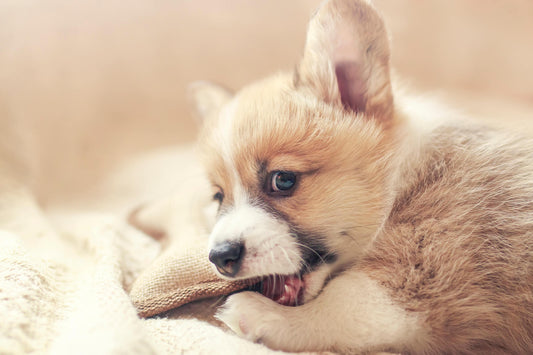 Help Your Teething Puppy Grow Their Adult Teeth