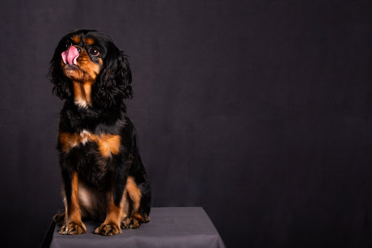 Cats Aren't the Only Pets that Can Get Hairballs!