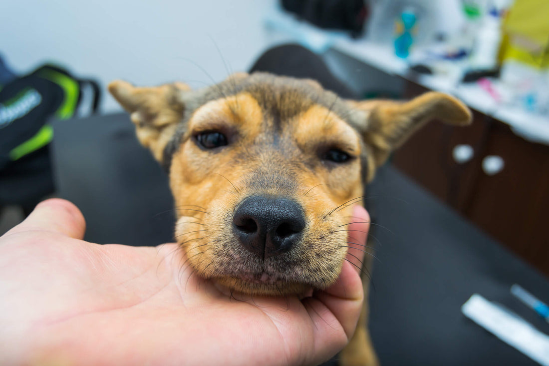 Can Dogs Go Into Anaphylactic Shock?