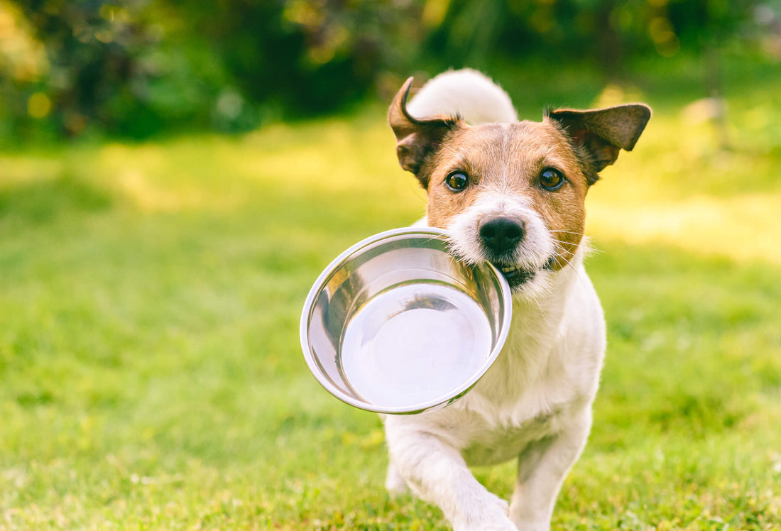 8 Feeding Tips to Establish a Healthy Dog Diet