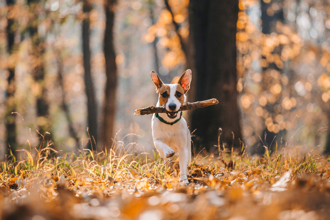 How Much Exercise Does Your Dog's Breed Actually Need?