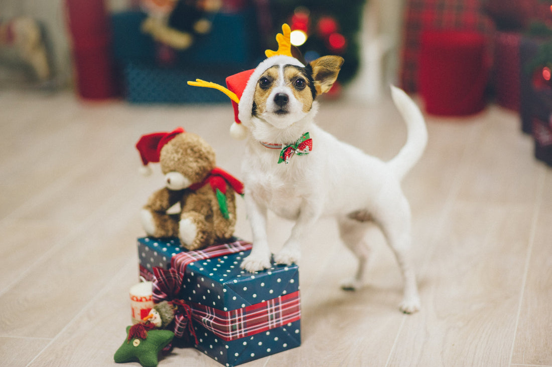 Help a New Pet Owner this Holiday with a Gift of Supplements