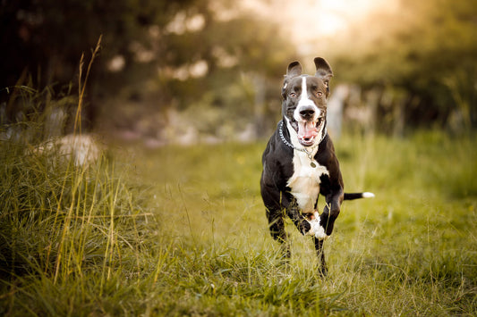 8 Ailments That Commonly Affect Large-Breed Dogs