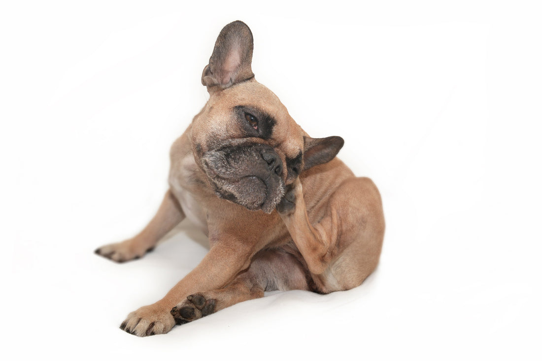 Can Dogs Get Eczema?