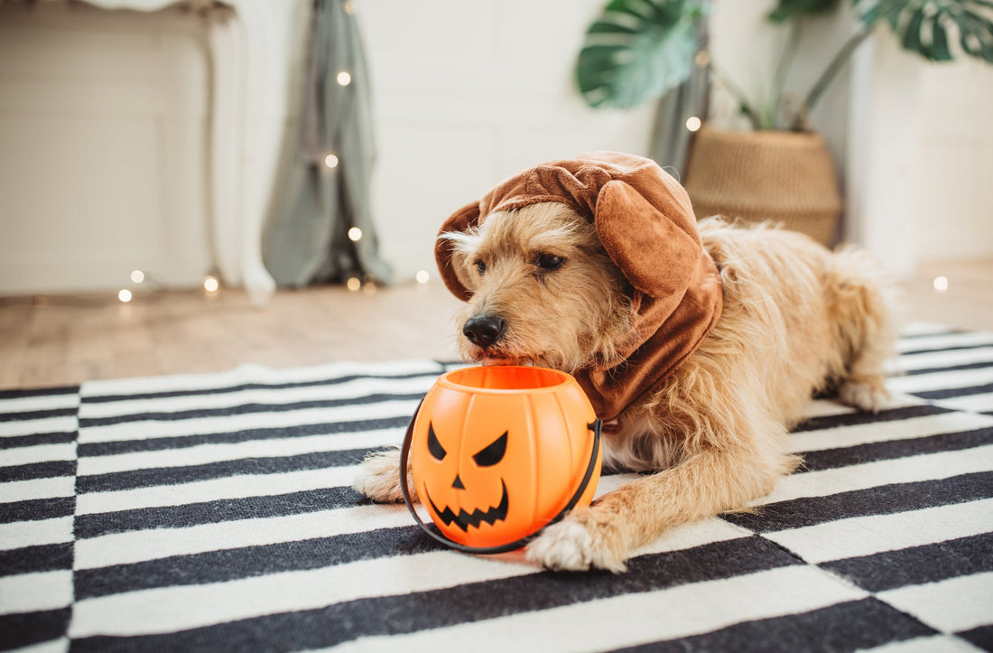 Beware the Dangers of Halloween Treats for Dogs