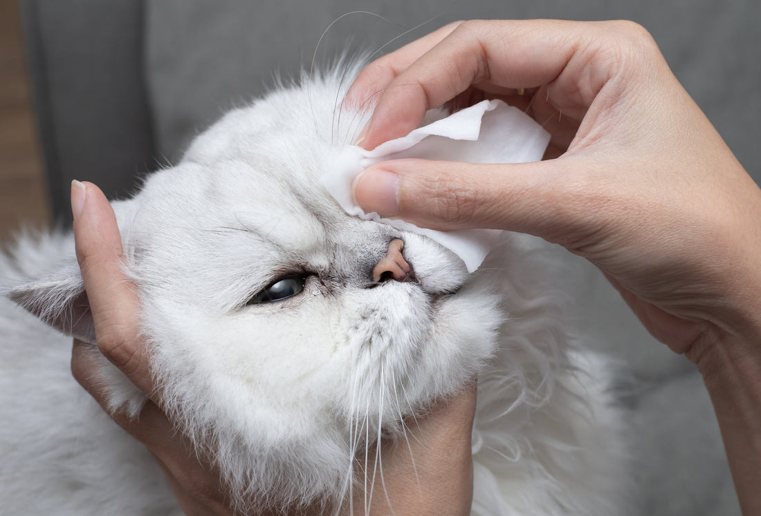 7 Reasons Why Your Cats Eyes Are Leaking