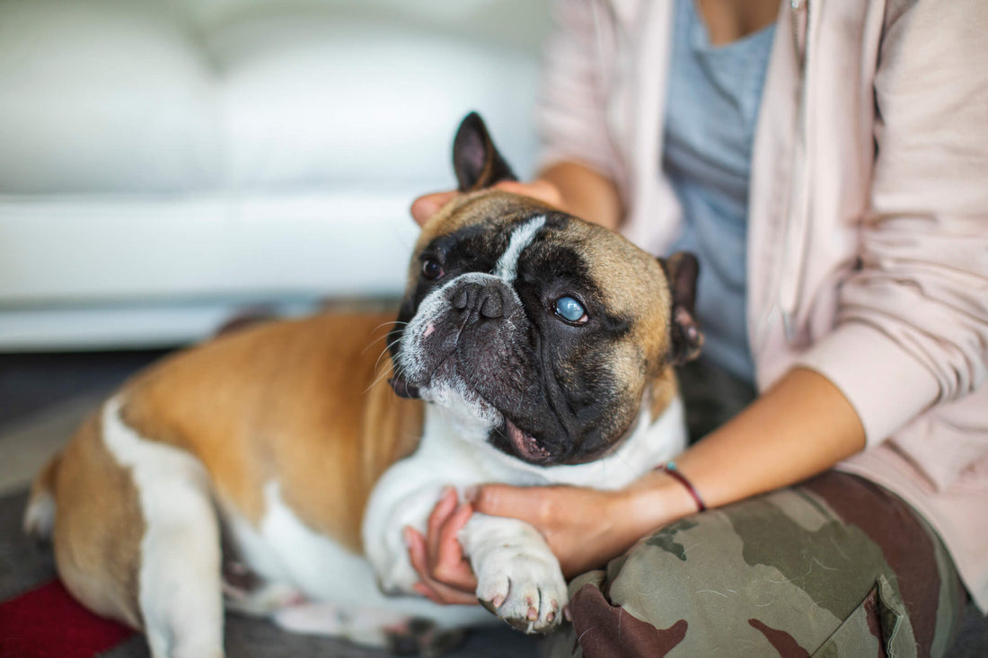 Tips for Living with a Vision-Impaired Dog