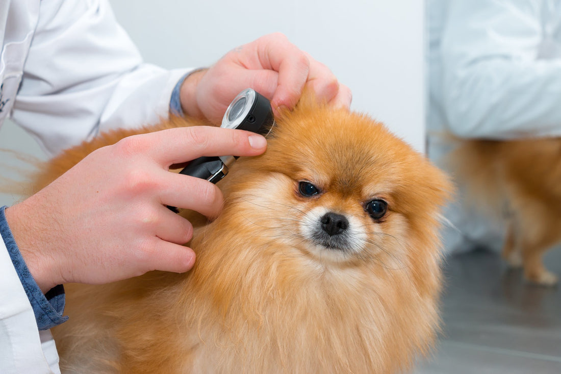 How to Help Your Dog Cope with Hearing Loss