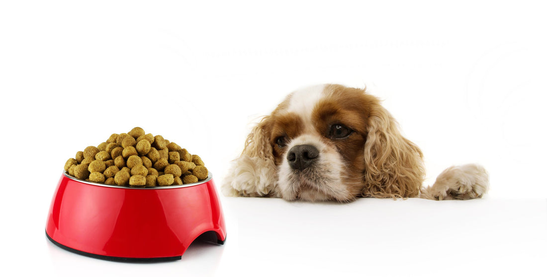 What to Do If Your Dog's Favorite Food Gets Recalled!