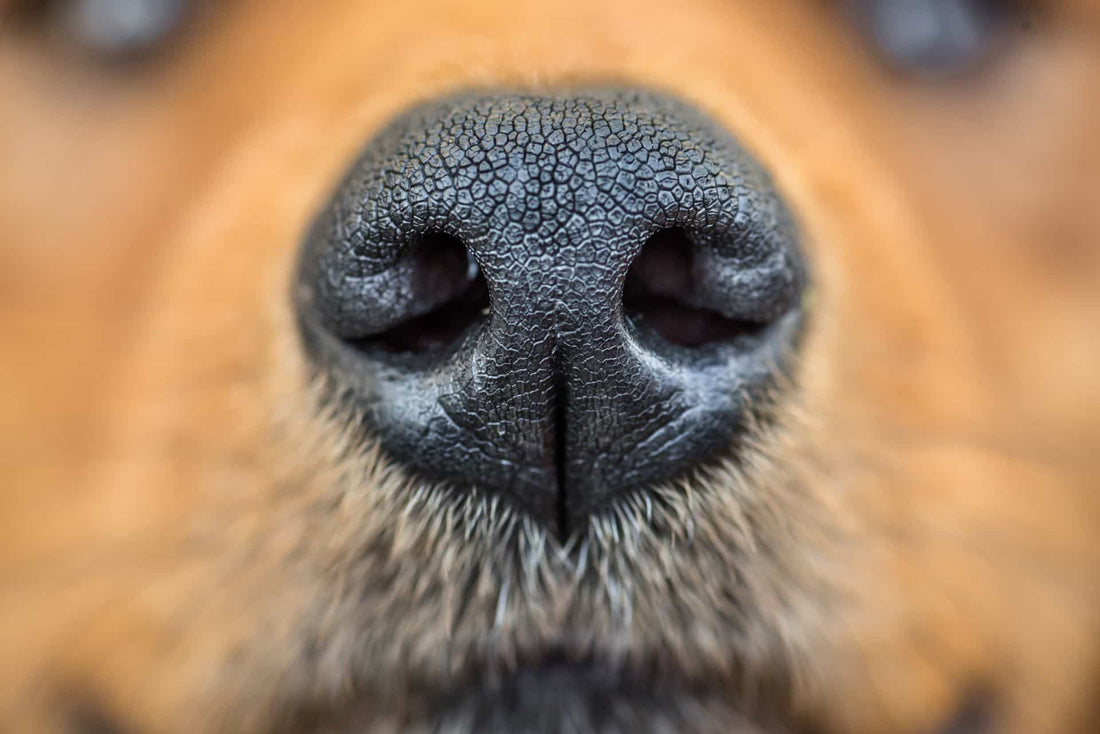 Sniffin' Around: Everything You Should Know About Your Dog's Nose