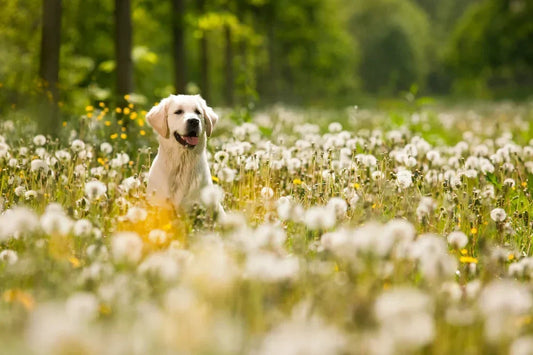 My Pet Gets Bloated From Fiber Supplements—Can I Use Dandelion Root for Gut Support Instead?