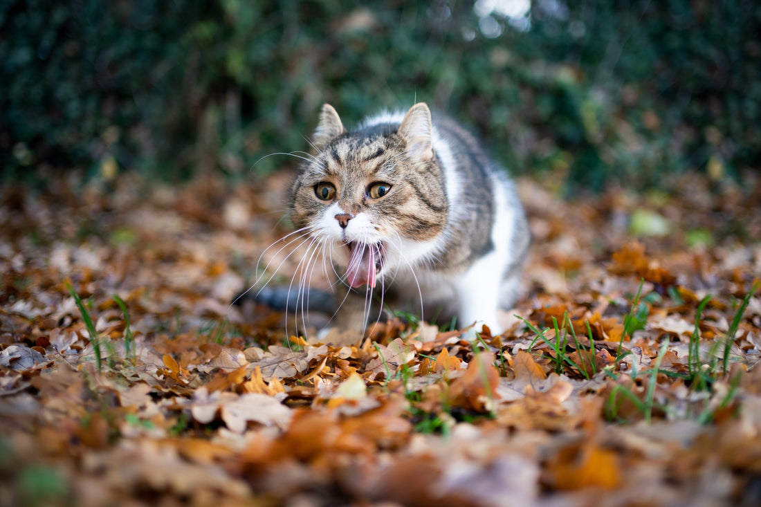 8 Reasons Your Cat is Vomiting and When to Be Concerned