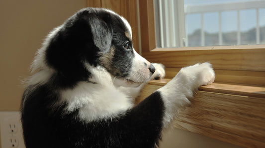 Are Automatic Feeders For Pets Sending The Wrong Message?