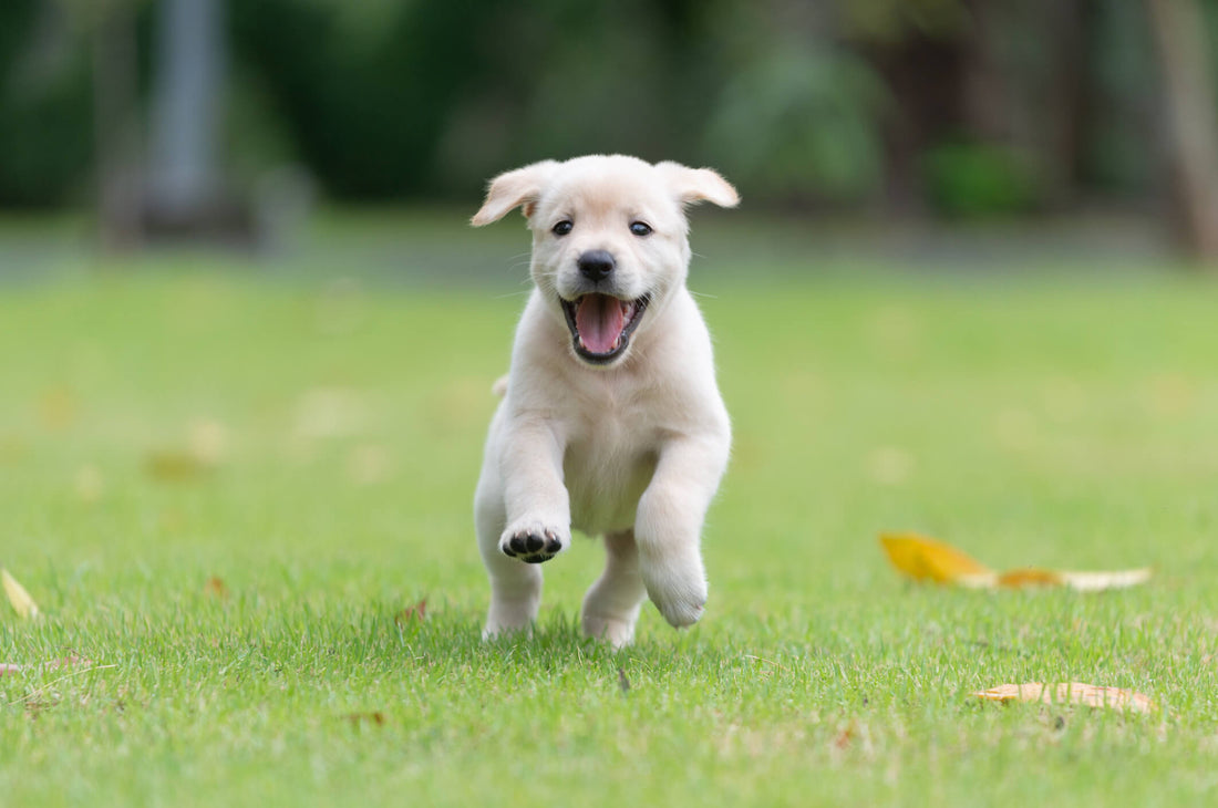 Set Your Puppy Up for a Lifetime of Great Health
