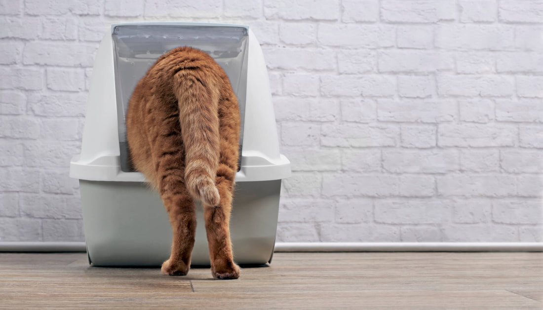 Can You Prevent Urinary Problems in Cats?