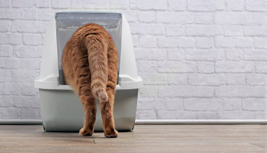 Can You Prevent Urinary Problems in Cats?