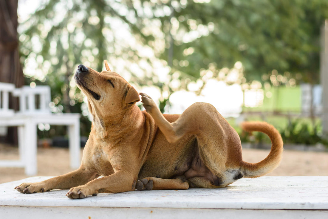 7 Natural Ways to Relieve Itchy Skin in Dogs and Cats