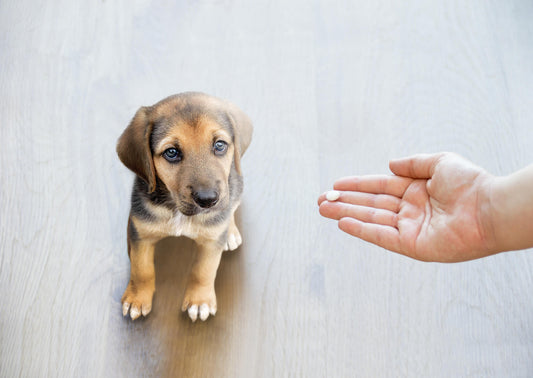 7 Ways to Make Giving Pills to Your Dog Less Scary