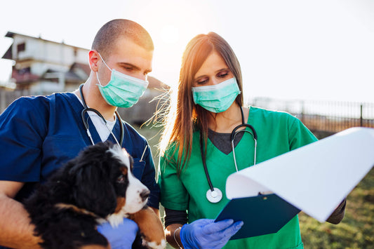 How to Adopt a Pet from a Rescue Agency