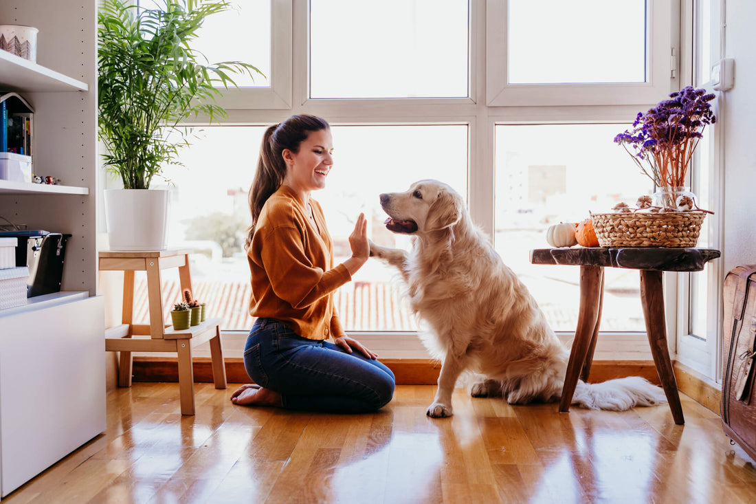 Why Routine is One of the Best Ways to Care for Your Pet
