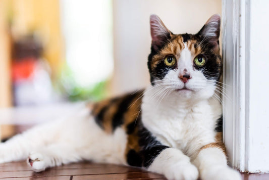 Pet Acne: What Is it and How Can You Treat It?
