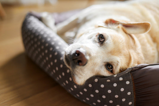 Does Your Pooch Get Nosebleeds? Understanding Epistaxis