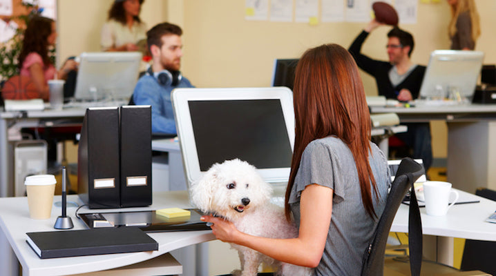 Companies Are Now Offering Pet Insurance To Attract The Best Candidates
