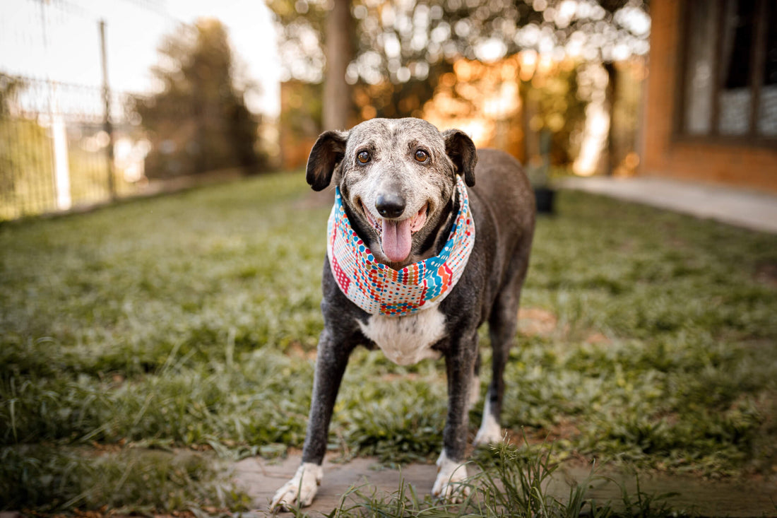 Best Ways to Keep Your Senior Pet in Good Physical Shape