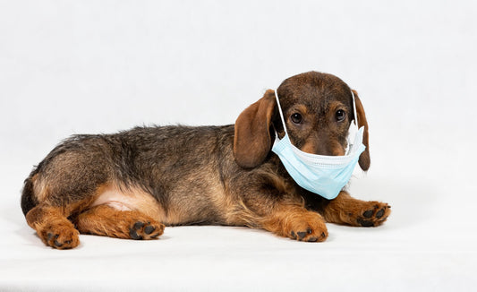 Can Pets Catch the New Coronavirus?