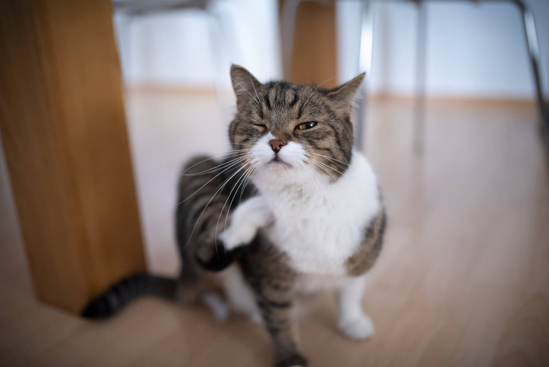 4 Common Irritants That May Cause Your Cat to Itch
