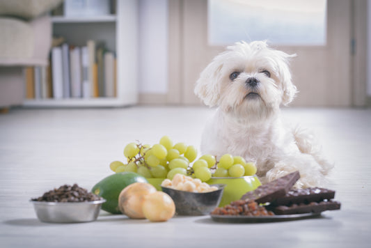 Poisoning in Dogs and What to Do if it Happens