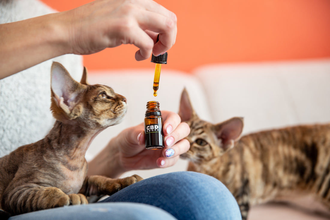 Is CBD Safe for Your Overstressed Cat?