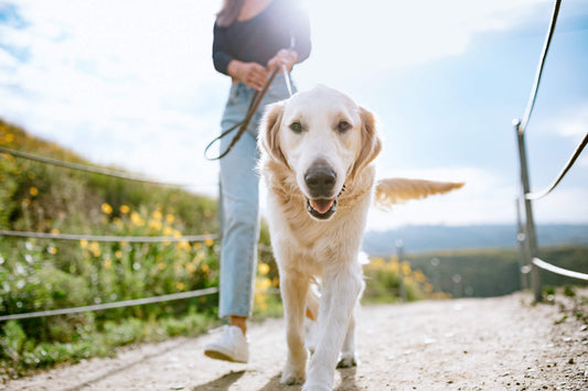 4 Tips to Help Prevent Pet Diabetes