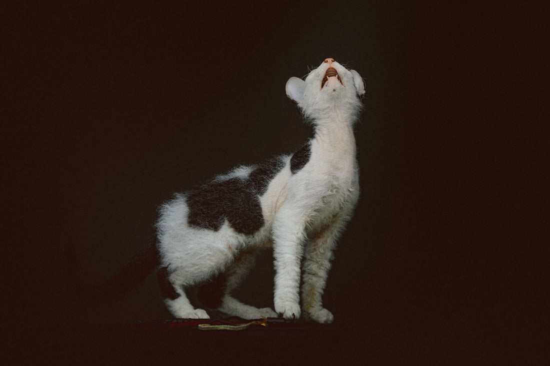 6 Reasons Your Cat Howls All Night Long