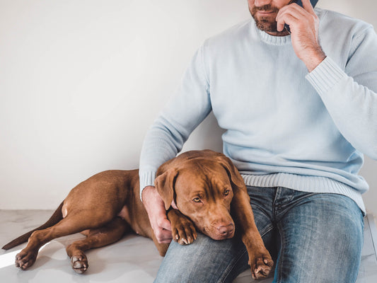 Pet Ailments: What to Monitor vs. What's an Emergency