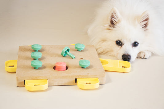 Why Mental Exercise Is Just as Important as Physical Exercise for Your Dog