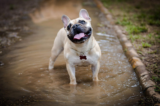 The Disease Dogs Can Catch from Playing in the Water
